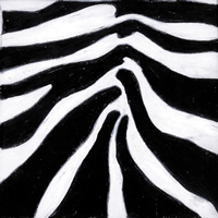 NP-AM18 33 x 33 cm Zebra